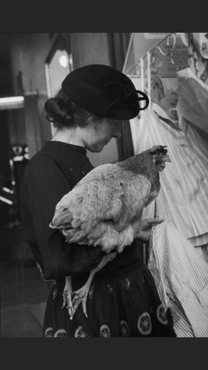 Как кур в ощип | Пикабу