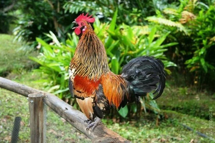 The story of how a village rooster was possessed by the spirit of Trotsky - My, Story, Story, Humor, Fantasy, Village, Rooster, Peekaboo, Longpost