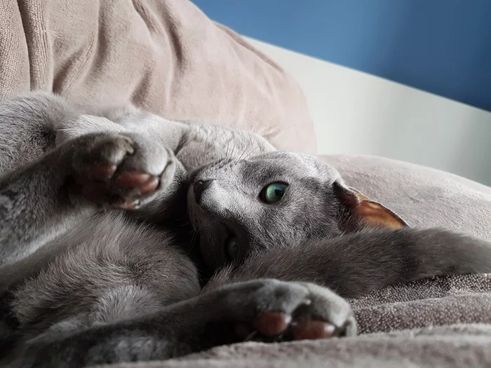 Cat morning - My, cat, Catomafia, Good morning, Pets, How does the morning begin?, Russian blue, No filters