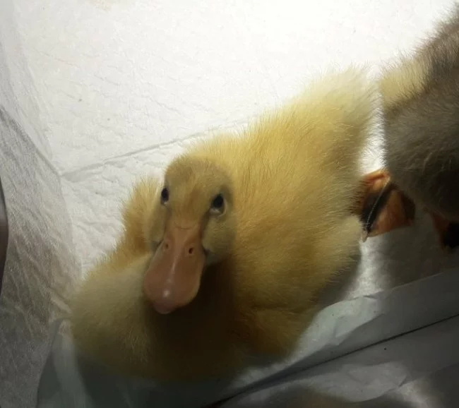 How my ducklings grew up 2h - My, Duck, Pets, Waterfowl, Milota, Pet, Longpost