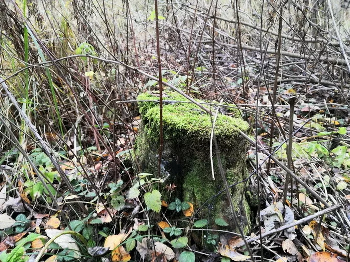 Meeting with a hedgehog - My, Forest Stories, Nature, Hedgehog, Autumn