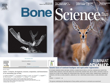 Why do deer have antlers (and why they have anti-cancer properties): the latest review on the topic of antlers - Deer, Horns, osteosarcoma, The science