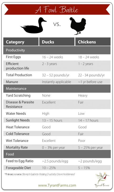 Animal waste - My, Deer, Duck, Manure, Ecology