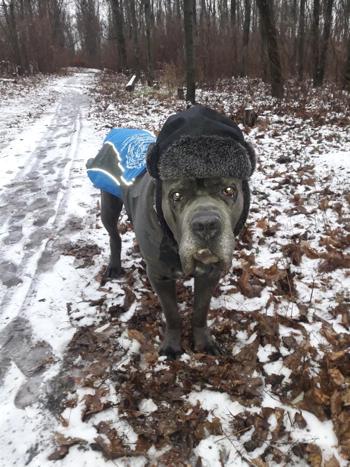 Early winter - My, Cane Corso, Dog, Walk, Winter, First snow, Cap, Dog days, Marcus, Longpost