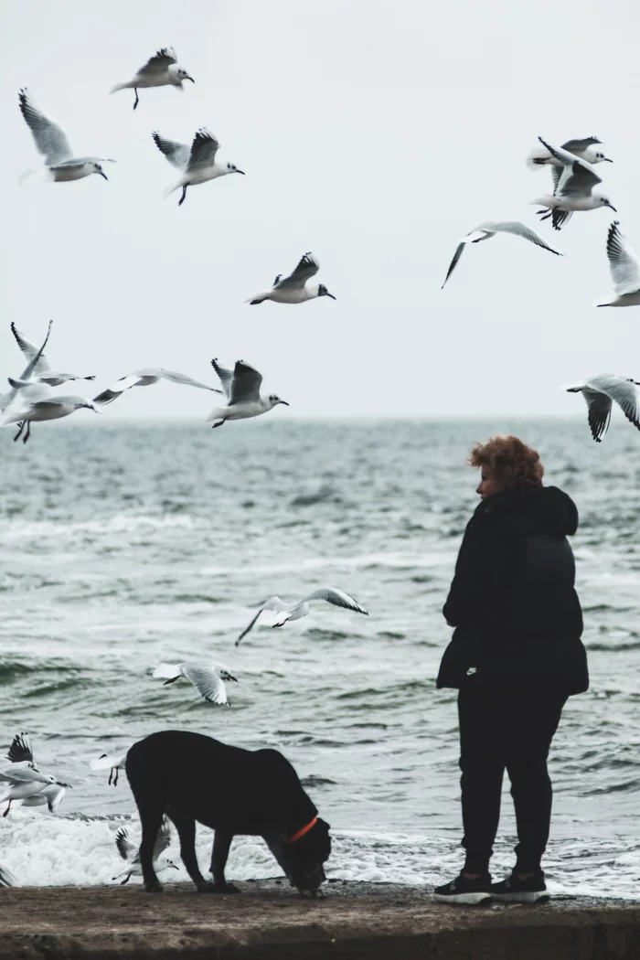 Autumn sea - My, Sea, Black Sea, Odessa, Dog, Autumn, Seagulls