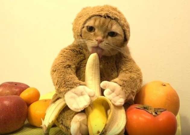 Cat - monkey - cat, Catomafia, Funny animals, Pets