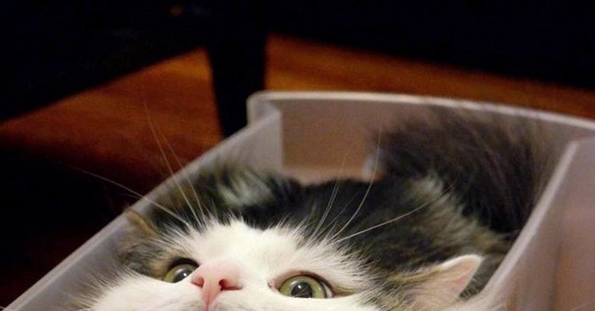 Куба котики