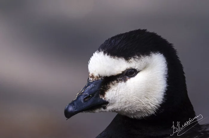 Birds in Helsinki - My, Nikon, The photo, Birds, Longpost