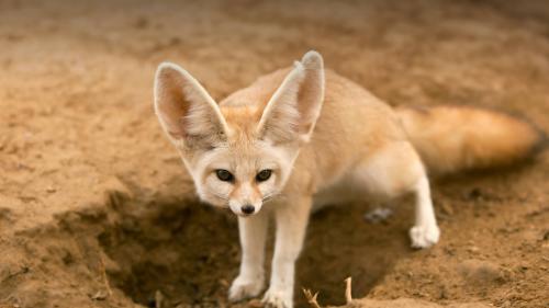 It's impossible to resist this miracle - My, Exotic animals, Pets, Fox, Longpost, Fenech