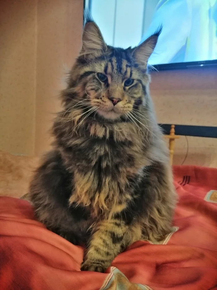 He acted out and pretended to be an angel - My, cat, Catomafia, Maine Coon, Admiral, Kunka