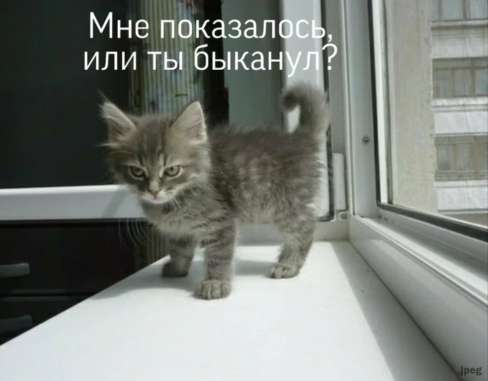 When I opened the refrigerator and didn't give anything to the cat - My, cat, Food, Funny animals, Severity