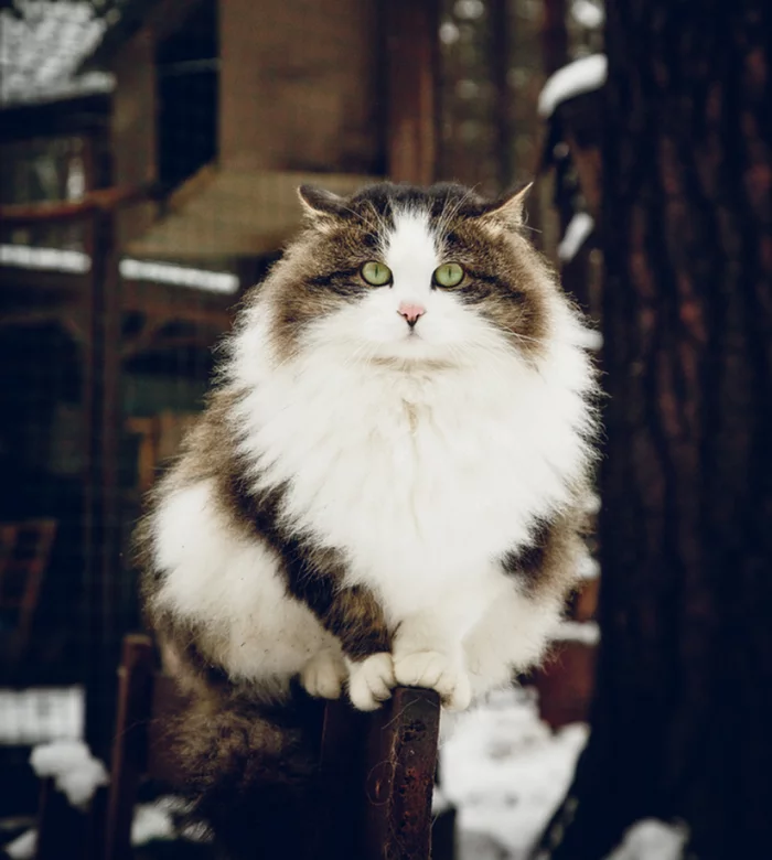 In the cold... - cat, Catomafia, Cold, Fluffy