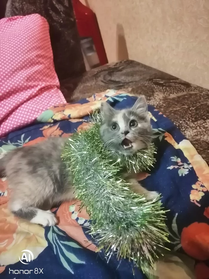 New Year's Paw - My, cat, New Year, Tinsel