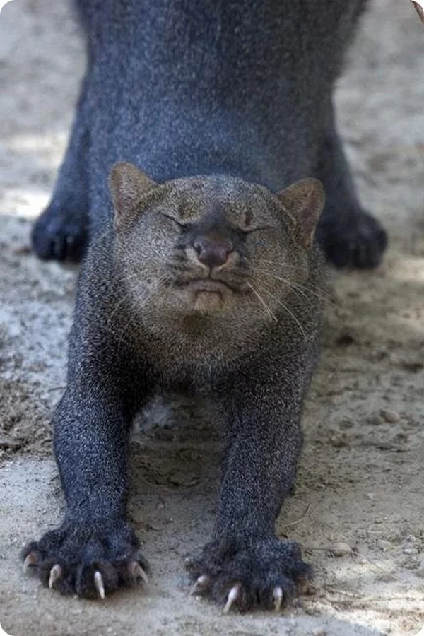 The puma's sibling is the jaguarundi. - My, Cat family, Mammals, Animals, Jaguarundi, Longpost, Small cats, Predatory animals, Wild animals