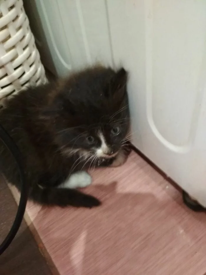 Found a kitten - My, cat, Found, Longpost