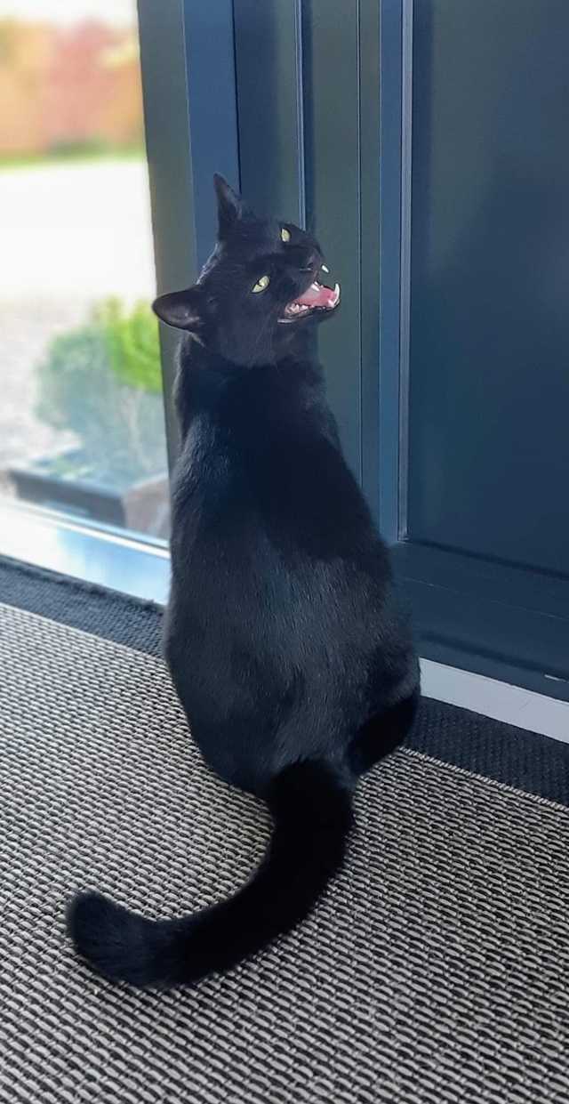 Open the door, man... - Black cat, cat, Threshold, The photo