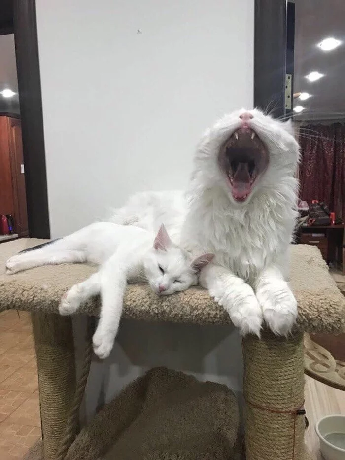 Two beasts - cat, Catomafia, Rogue, Yawning is contagious, Yawn, White