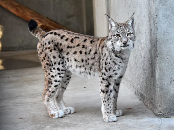 Caucasian lynx - My, Cat family, Mammals, Animals, Placental, Lynx, Small cats, Zoology, Longpost, European lynx