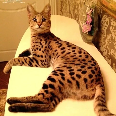 Savannah - My, Pets, Longpost, Serval, Small cats