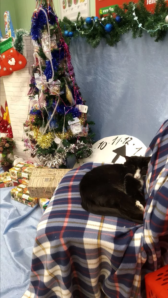 Best photo zone - Photo zone, Supermarket, cat, My