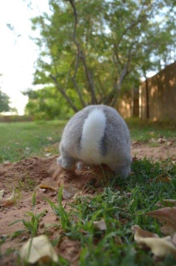 Rabbits in the back... - Rabbit, The photo, Lawn, Nora, Longpost, Animals