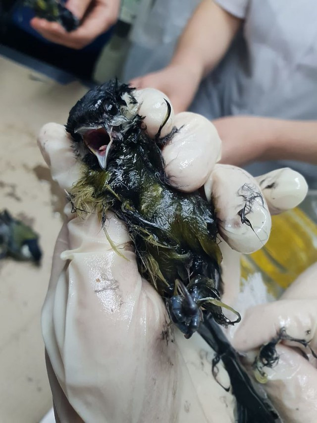 Novosibirsk shopping center kills tits using glue traps - Animal abuse, Tit, Birds, Novosibirsk, news, Glue, Trap, Longpost, Negative