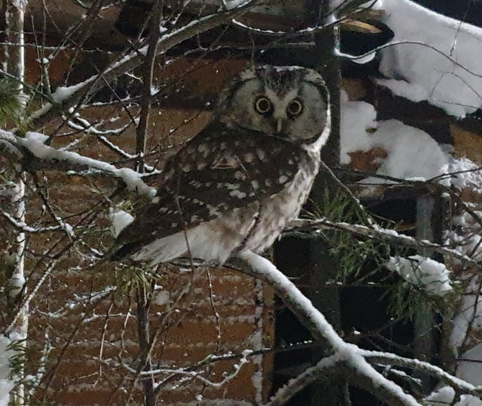 Ночной гость