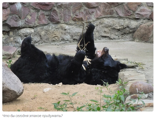 Aladdin and Budur: a bear love story - Animals, Moscow Zoo, Informative, Yandex Zen, Longpost, Himalayan bear, The Bears