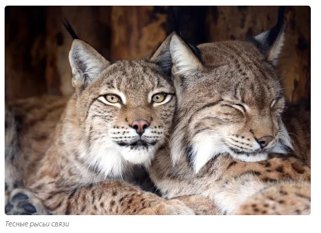 Tender lynx family - Animals, Lynx, Moscow Zoo, Informative, Yandex Zen, Longpost, Small cats, Lynx