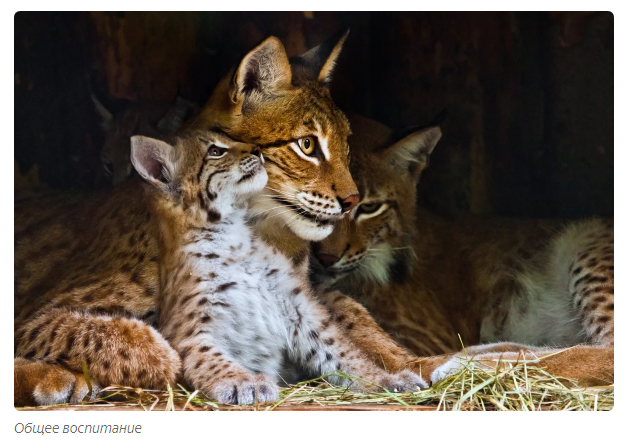 Tender lynx family - Animals, Lynx, Moscow Zoo, Informative, Yandex Zen, Longpost, Small cats, Lynx