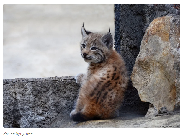 Tender lynx family - Animals, Lynx, Moscow Zoo, Informative, Yandex Zen, Longpost, Small cats, Lynx