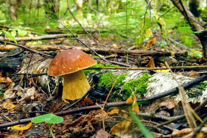 White mushrooms. Quiet photo hunt - My, Silent hunt, Mushrooms, Tatarstan, Longpost