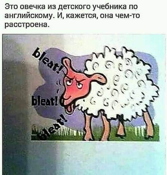 Disgruntled sheep! - Picture with text, Sheeps, Indignation