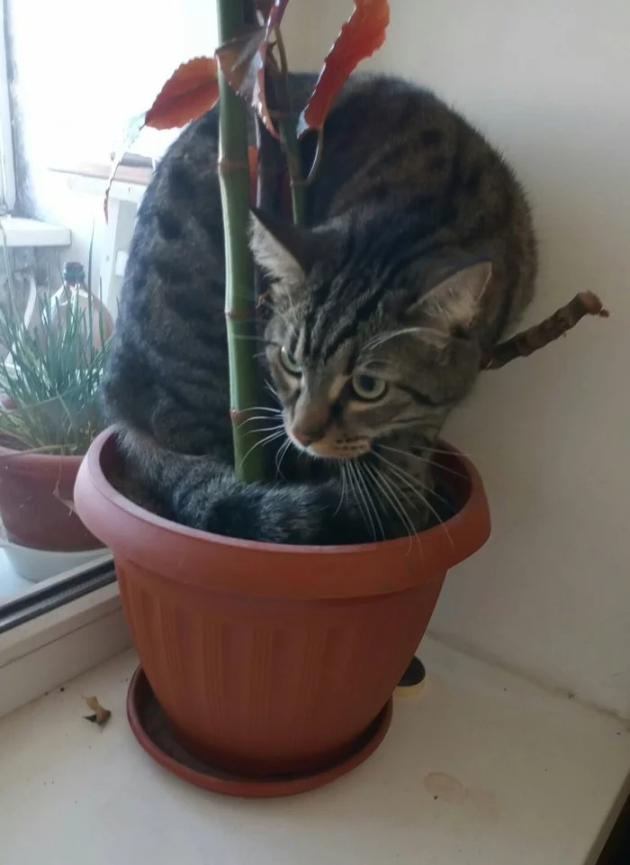 What do you grow on the windowsills? - My, cat, The photo, Longpost