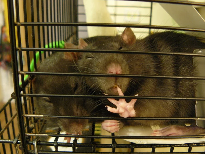 Stop filming! - My, Decorative rats, Pets, Dream