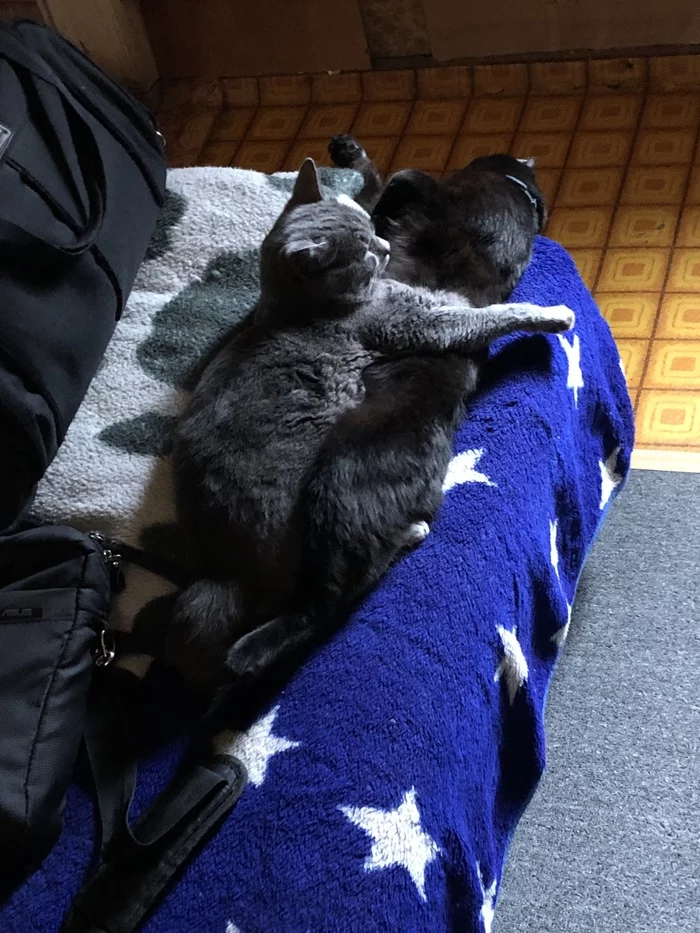 Котики тоже болеют... - Моё, Кот, Фотография, Длиннопост