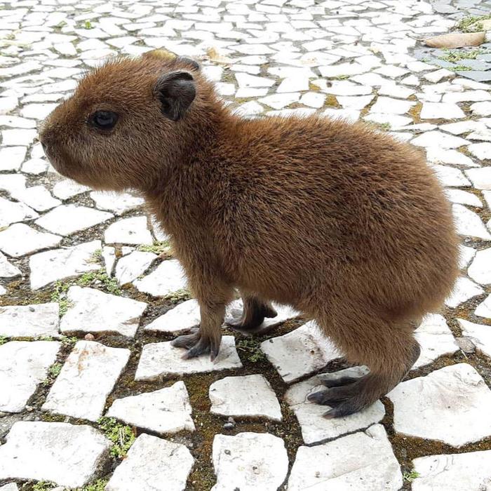 Baby capybara - Capybara, The photo, Animals, Young