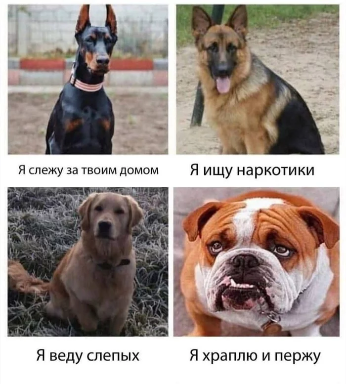 Dogs - Dog, Difference, German Shepherd, Golden retriever, Doberman, Bulldog, Breed