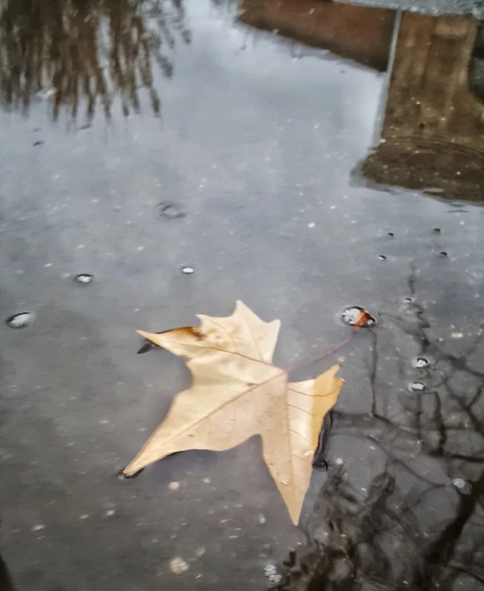 leaf - My, Winter, The photo