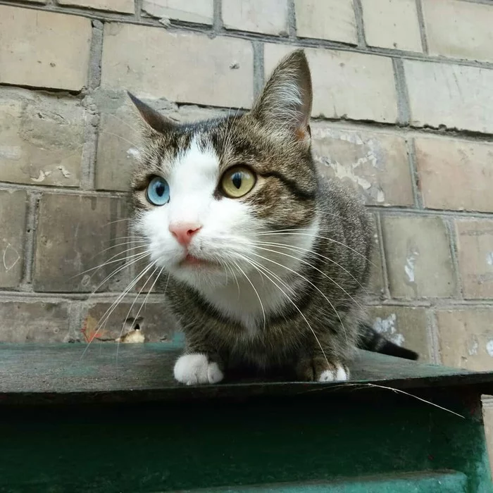 Heterochromia - My, cat, Catomafia, Heterochromia, The photo, Walk