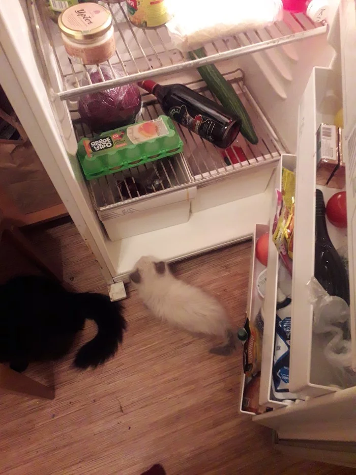 Every time you open the refrigerator... - My, Milota, Longpost, cat, Kittens, Refrigerator