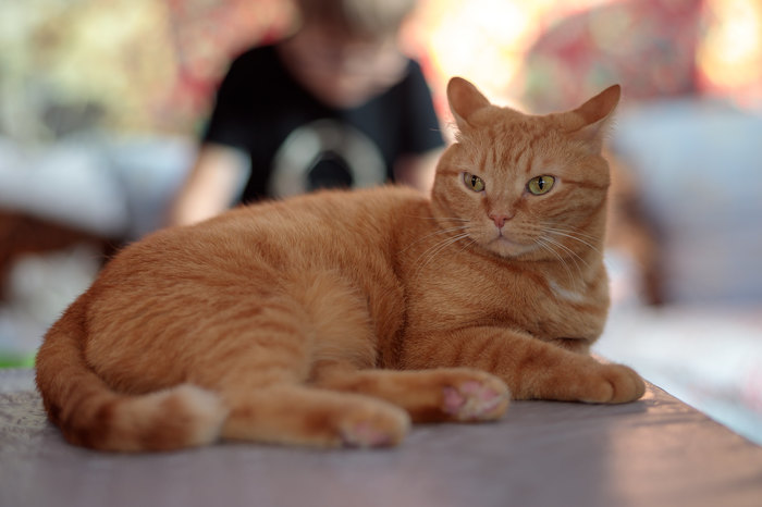 Наглая рыжая морда