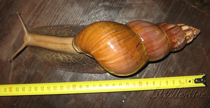   , , , ,  , 