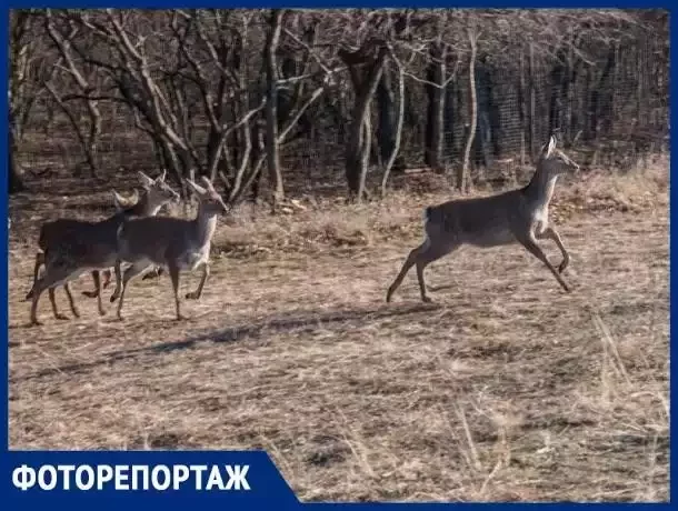 Ten Red Book deer were released in the vicinity of Stavropol - Animals, Stavropol, Reserves and sanctuaries, Red Book, Deer, Children, Longpost