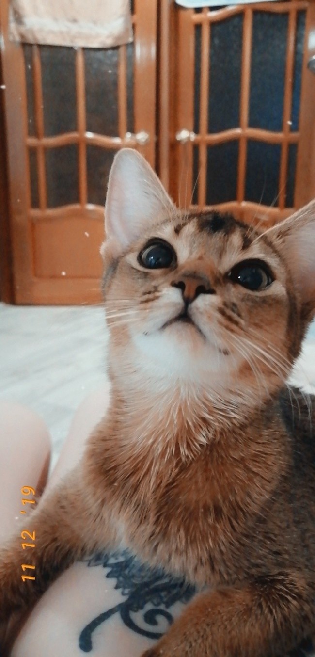 Pug - My, Abyssinian cat, Catomafia, cat