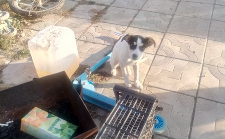 Affectionate dog - My, Yekaterinburg, Berezovsky, Sverdlovsk region, Dog, Puppies, In good hands, Longpost, No rating