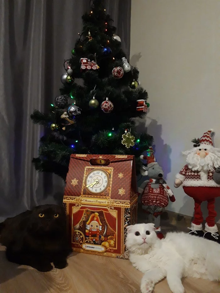 How long to wait for your Santa Claus? - My, New Year, Catomafia, Christmas tree, cat