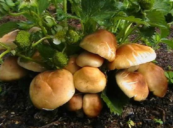 Veselka vulgaris and other mushrooms in the garden - Сельское хозяйство, Organic farming, Microbiology, Longpost