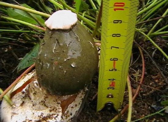 Veselka vulgaris and other mushrooms in the garden - Сельское хозяйство, Organic farming, Microbiology, Longpost