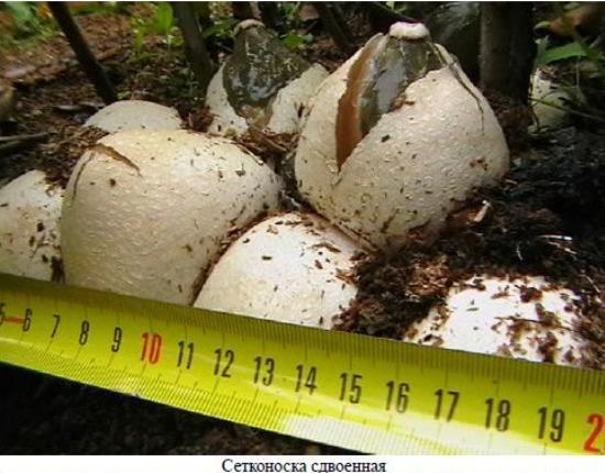 Veselka vulgaris and other mushrooms in the garden - Сельское хозяйство, Organic farming, Microbiology, Longpost